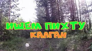 Ищем пихту. Находим калган.