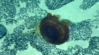 Mysterious Deep Sea Jellyfish Delights Scientists | Nautilus Live