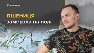 ЯК ВРЯТУВАТИ ПШЕНИЦЮ ЯКА ЗАМЕРЗЛА НА ПОЛІ?