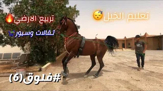 #فلوق (6) تعليم الحصان على تربيع الارضي (سيور)✅🔥🐎