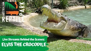 LIVE WITH ELVIS THE CROCODILE | AUSTRALIAN REPTILE PARK