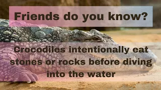 Crocodiles intentionally eat stones or rocks before diving into the water #crocodile #crocodiles