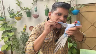 KHARAB FEATHERS KO KAISE SAHI KAR SAKTE HAIN? | PBI Official