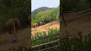 #indiragandhizoologicalpark #vizag #Elephants