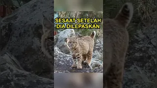 Kucing Hutan Ini Diselamatkan, Tapi…