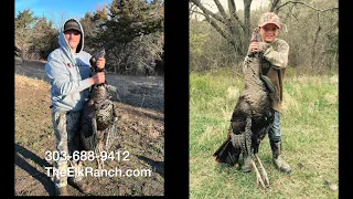 Kansas Archery Hunt Turkey Fight