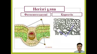 Биология ҰБТ  |  Ұлпа өсімдік жануар