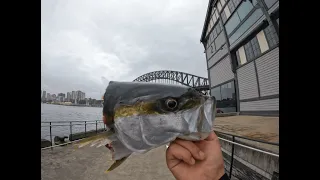 Kingfish eaten by a Shark in Sydney Harbour Pier 2