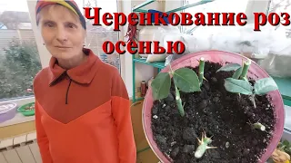 Черенкование роз осенью. Почему чернеют черенки.