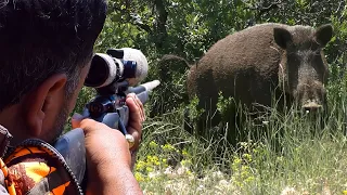 Top DANGEROUS BOAR Hunts, FEARLESS Dogs, Extreme Close-Up Rifle Shots #hunting #wildlife