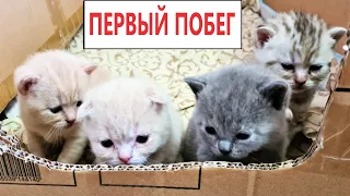 Первый побег из домика и сюрпризы для котят! Кошка Фокси стала мамой 5 котят. Даринелка питомцы