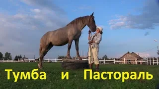 Междудельчик. Пастораль учится вставать на тумбу.