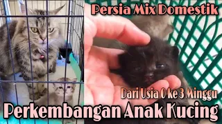 Perkembangan Anak Kucing | Kucing Persia Mix Kampung ( Domestik ) | Anak Kucing Usia 3 Minggu
