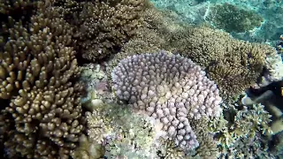 Snorkeling at Jinek Bay Marine Reserve, Lifou