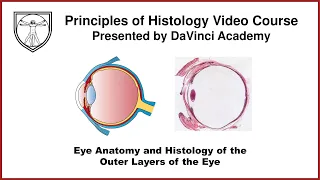 Eye Anatomy and Histology of the Outer Layers of the Eye  [Special Senses Histology Part 1 of 4]