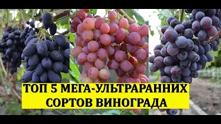 ТОП 5 МЕГА УЛЬТРАРАННИХ СОРТОВ ВИНОГРАДА! Виноградник без обработок