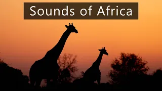 Dawn chorus in the African savanna - Nature and wildlife sounds