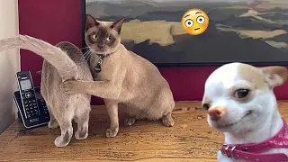 Funniest Animals 2024 🤣😅 New Funny Cats and Dogs Videos 😸🐶 Part 41