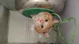 Rescue a tiny kitten stuck in kitchen sink | Full Rescue Mission