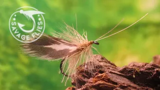 Fly Tying a Spent Wing CDC Caddis (Dry Fly Pattern)