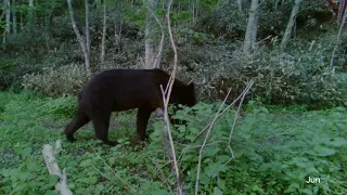 北海道　猿払村　河川周辺のヒグマ　brownbear 　 Hokkaido Japan