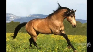 ТОП 20 лучших лошадей мира