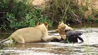 Lions Hunting Buffalo Jumps Into The River After It - Kruger National Park Sightings