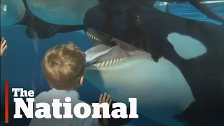 SeaWorld to end controversial orca-breeding program