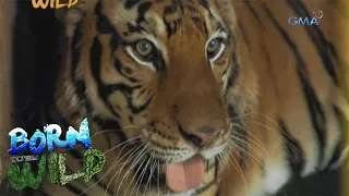 Born to be Wild: Treating an aggressive tiger at Albay Park and Wildlife