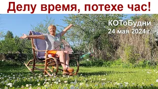 Делу - время, потехе - час или КОТоБудни от 24 мая 2024 г.