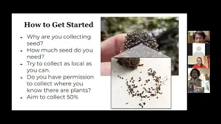 Volunteer Enrichment - Allison Azmy - Seed Collecting and Cleaning