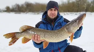 Как Взять Крокодила Голой Рукой. Рыбалка в Феврале