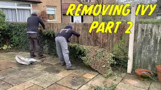 Removing IVY From a Yard PART 2 | Returning 6 Months Later, You Wont Believe The Difference |