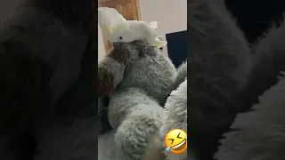 Umbrella Cockatoo playing with stuffed animal 😂🙈 #birds #cockatoo #youtubeshorts #hilarious #viral