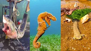 Fishing Videos - Catching Seafood Include Fish, Crab, Octopus #97 - Tik Tok