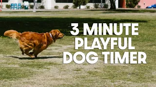 3 Minute Timer - Three Minute Playful Dog Timer