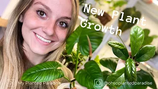 New Growth in My Plant Collection! Philodendrons, Hoyas, Anthuriums, and More!