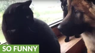 Mean cats refuse to befriend curious doggy