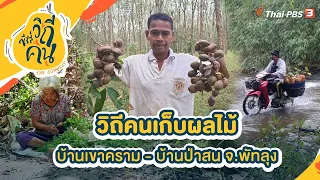 วิถีคนเก็บผลไม้ บ้านเขาคราม - บ้านป่าสน อ.ศรีนครินทร์ จ.พัทลุง | ซีรีส์วิถีคน