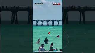 Unnerving Video Shows Shark Swimming Among Beachgoers In Florida | Florida Sharks In Shallow Water