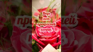 И ВНОВЬ ЦВЕТЫ ТЕБЕ НЕСУ ❤️💐💋 #видеооткрытки #любовь #смс