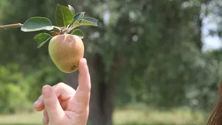 Grafting Strategy To Make Non Fertile Apple Trees Self Fertile