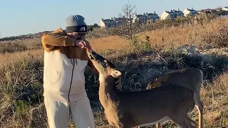 Deer Tried To Eat Me / Is it Bambie / Adventure