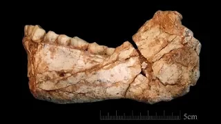 Newly-found 300,000-year-old fossils REWRITE human history