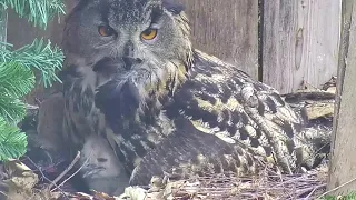 Kassiakk::Eagle Owl~Hanna is feeding her big owlet~9:39 a.m.  2024/04/26