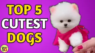 Top 5 Cutest Dogs In The World | Cute Pomeranian dog | Teacup dog | pom dog price in India Rajesh5G