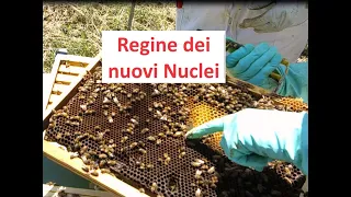 Giovani Api Regine nei nuovi Nuclei