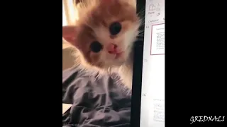 Милый котенок грызет ноутбук / Cute kitten / Pets