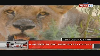 QRT: 4 na leon sa zoo, positibo sa COVID-19