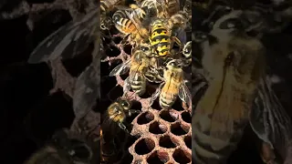 An Unwanted Visitor Gets Evicted #bees #beekeeping #beehive #insects #bee #honeybees #australia